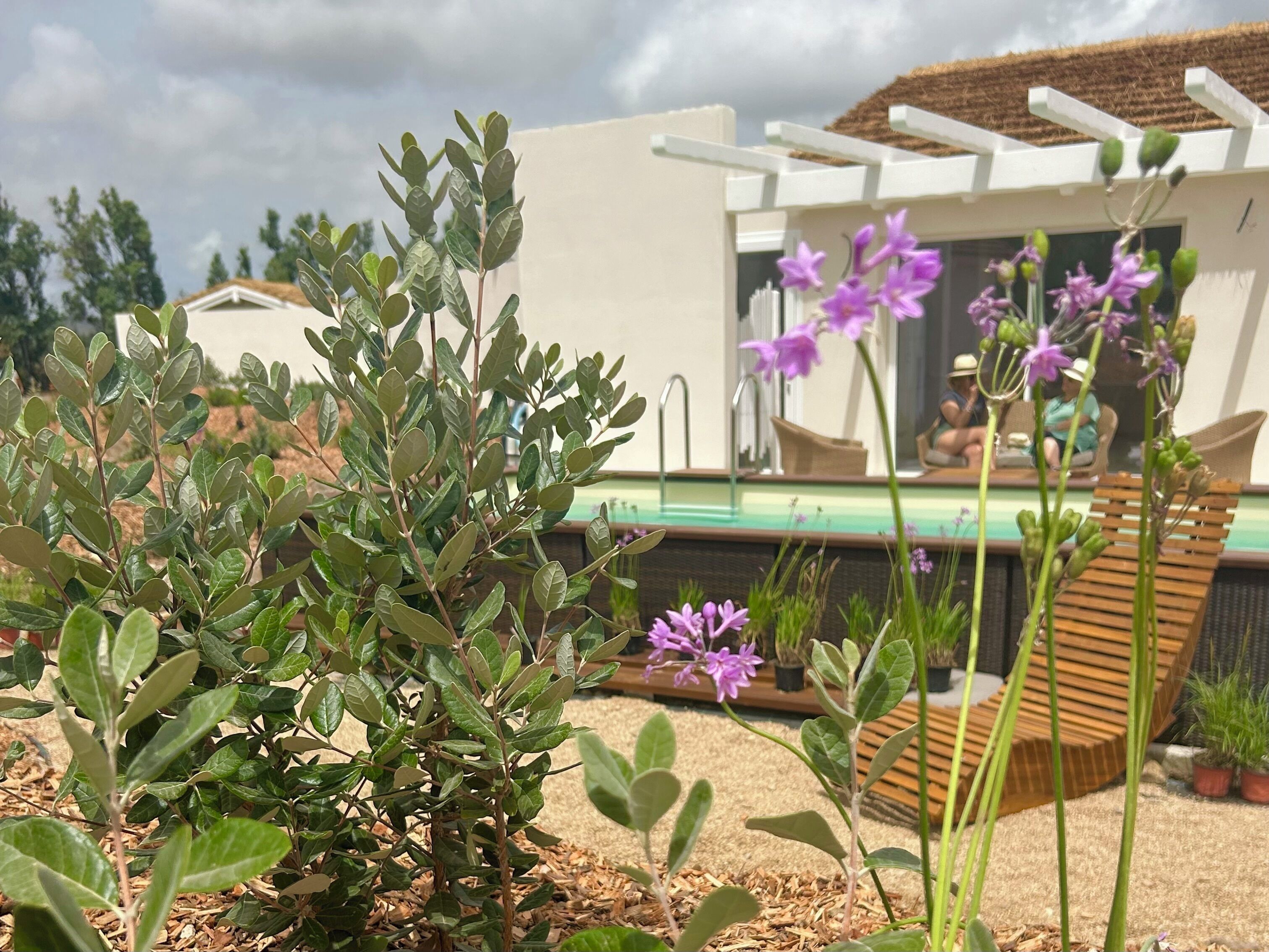 Zona exterior moderna amb piscina, terrassa de fusta i diferents plantes.