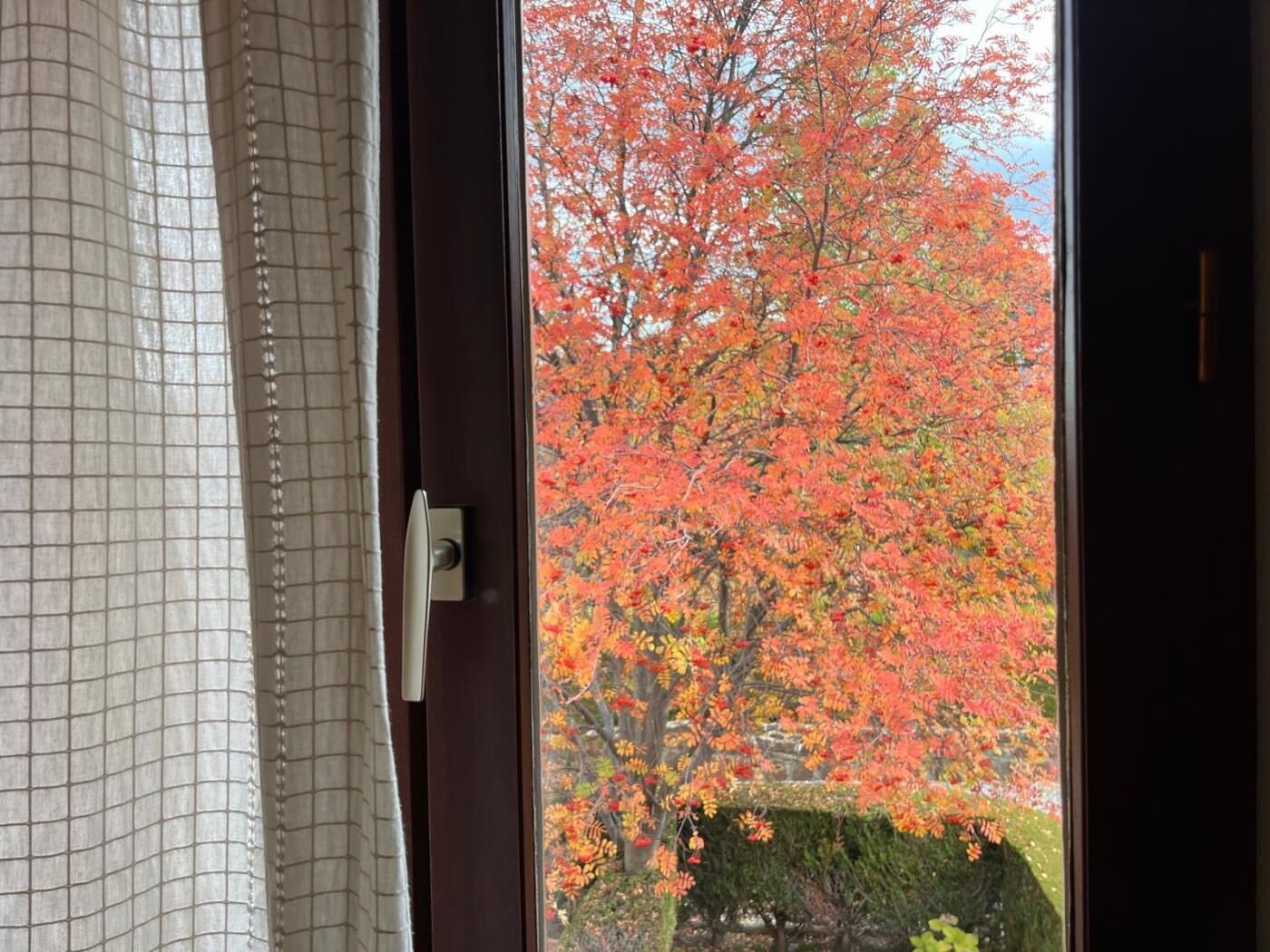 Een raam met uitzicht op een boom met herfstkleuren.