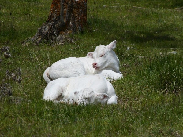 Two white sheep resting on a grassy field with a tree in the background.