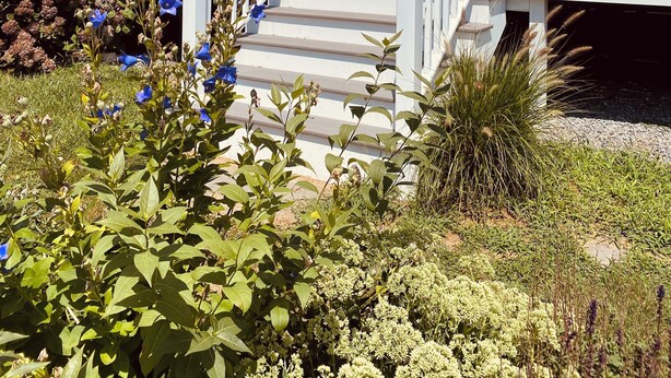 Exterior detail - Ocean View cottage in Indian Neck. Super Host with 5-Star Rating (Branford)