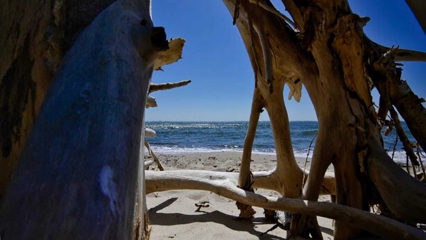 Une scène de plage avec un grand tronc d’arbre au premier plan et l’océan en arrière-plan.