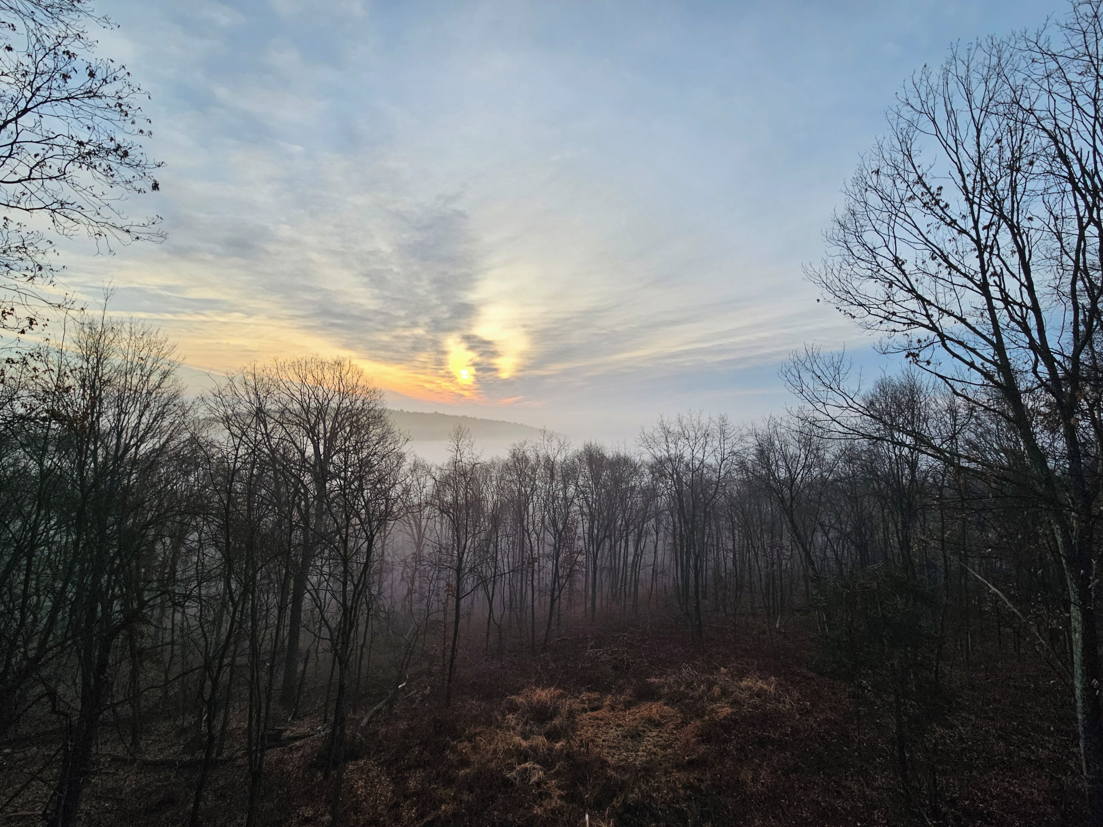 Une forêt aux arbres dénudés, sous un ciel nuageux.