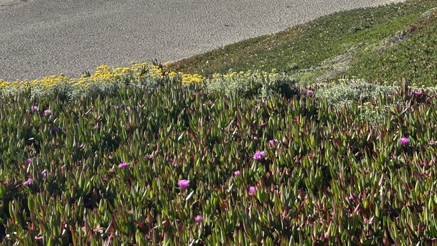Una playa con costa rocosa, colinas cubiertas de hierba al fondo y un campo de flores en primer plano.