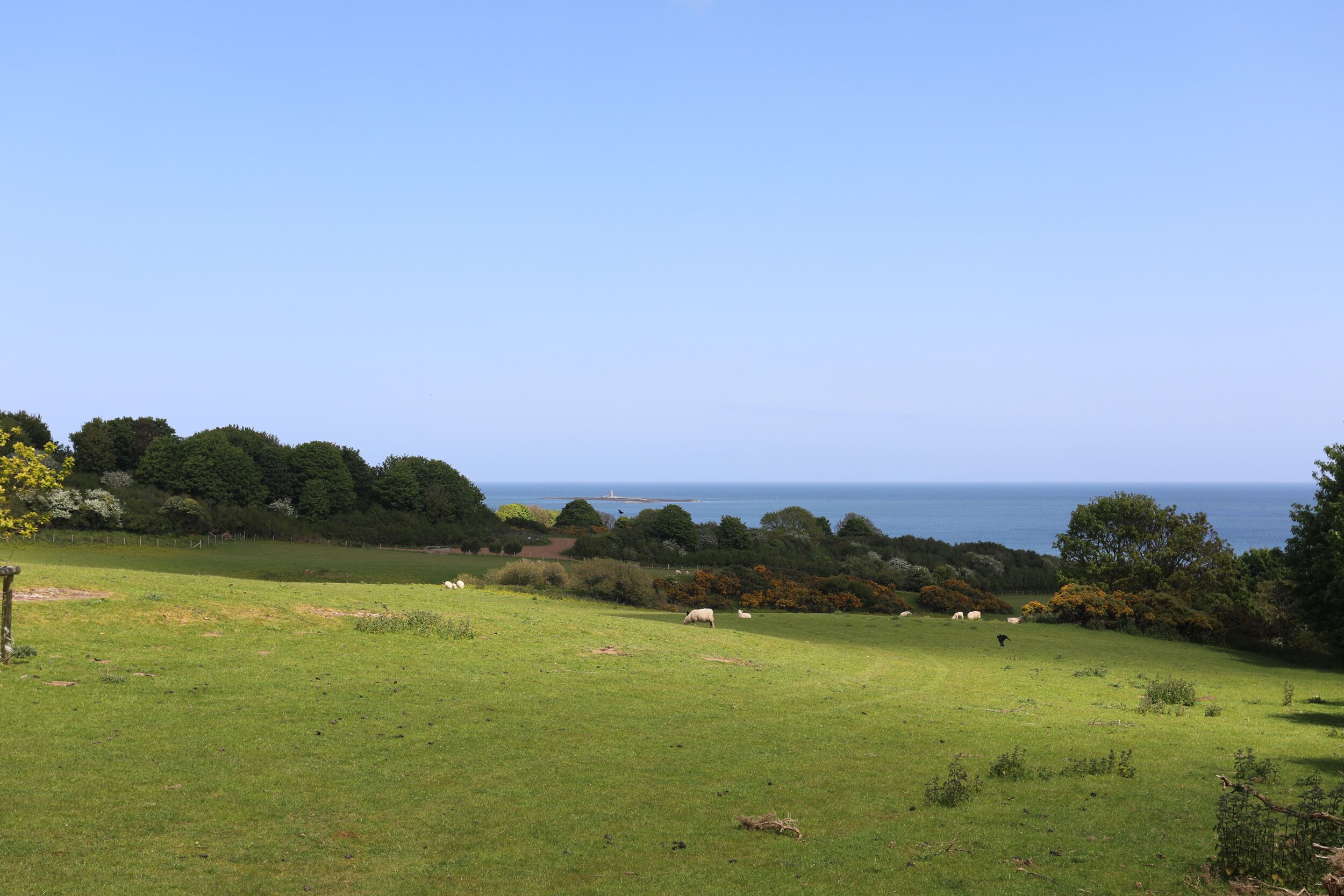 A grassy field with trees and a view of the sea.