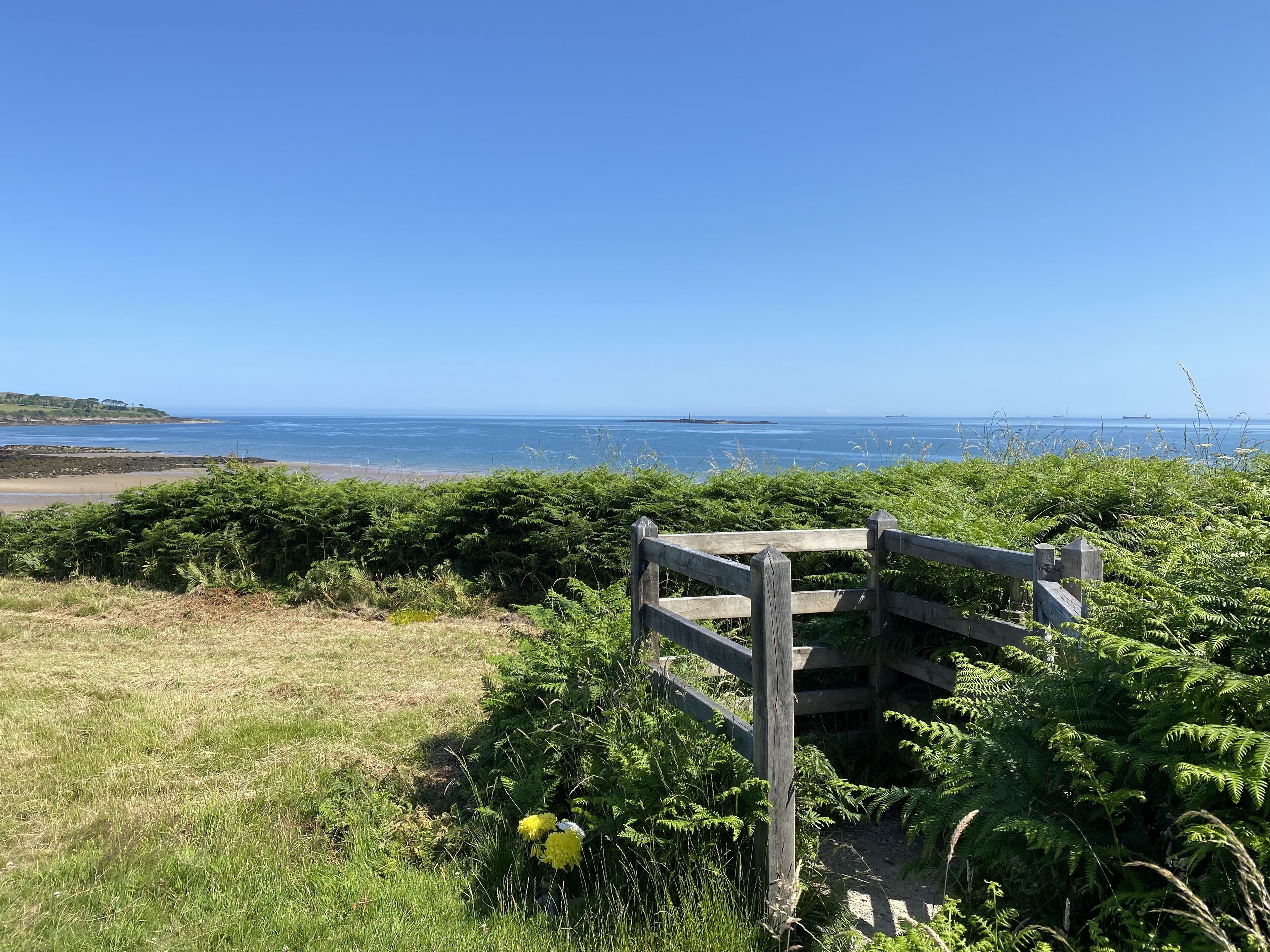 Une vue sur la côte, avec une clôture en bois, des fougères vertes et un ciel bleu dégagé.