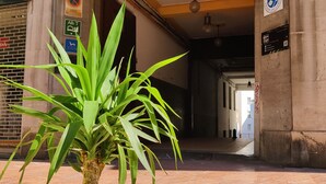 A hostel entrance with a green sign, a potted plant in the foreground, and a tiled floor. - Green Hostel (Oviedo)