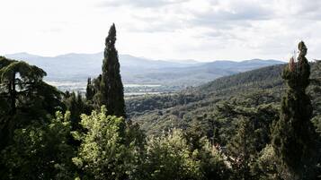 Un paisaje montañoso con denso bosque y altos árboles.