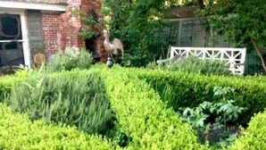 A garden with various plants and a white fence.