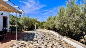 A paved pathway with mosaic tiles, flanked by olive trees and a white building with a tiled roof and outdoor seating.