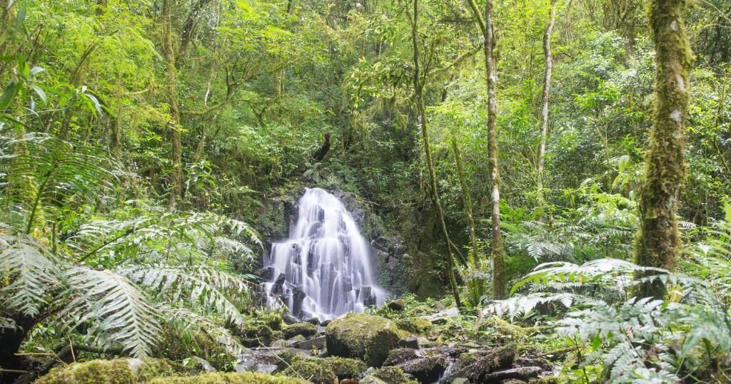 A waterfall in a lush forest.