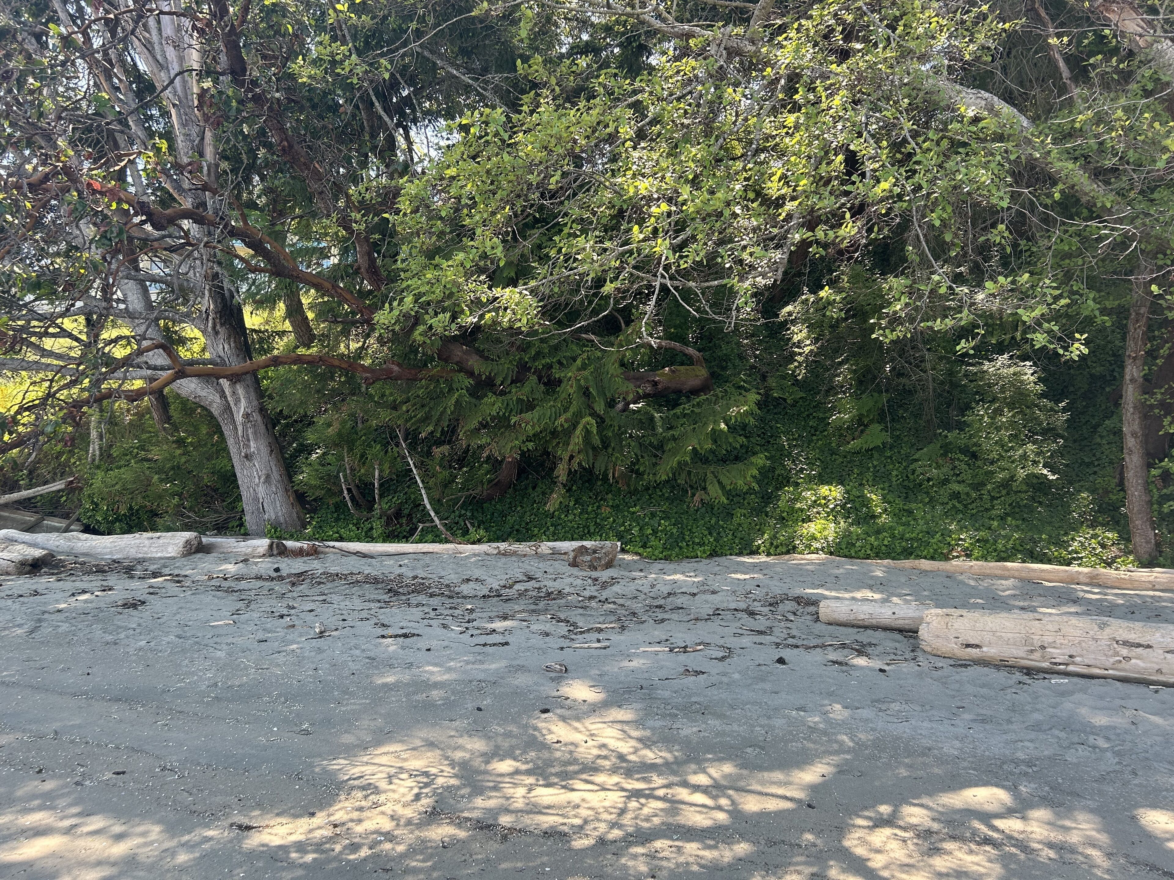 A natural outdoor area with trees and a sandy ground.
