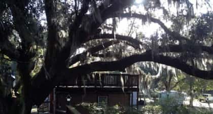 Multi level Swiss family Robinson Treehouse