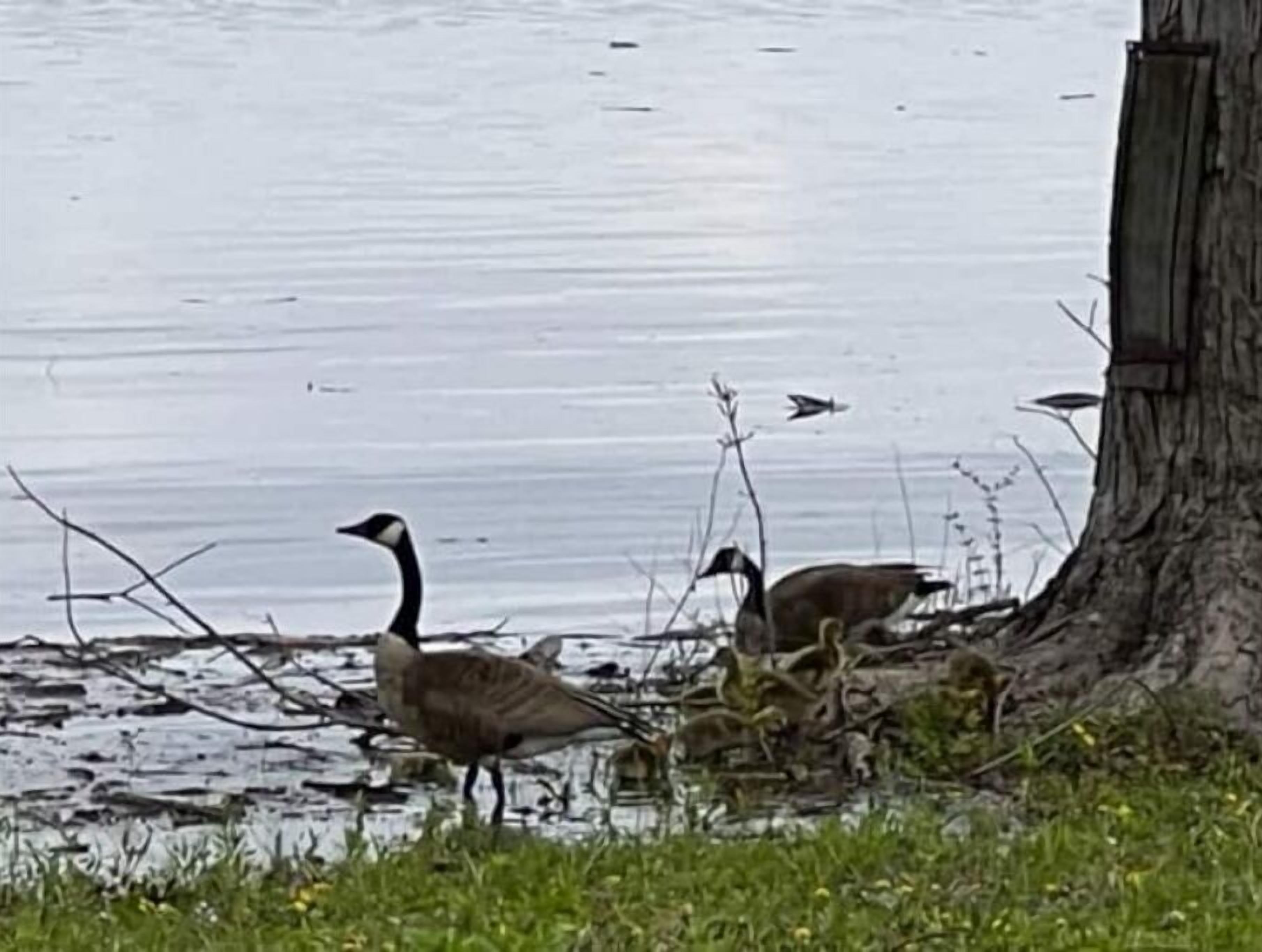 Un grupo de gansos cerca de una masa de agua con una estructura de madera al fondo.