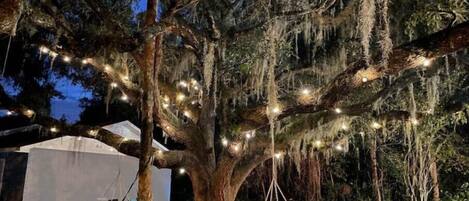 A tree with hanging lights, a hammock, and a tent in a natural setting.