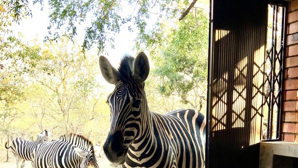 A zebra in an open doorway with a brick wall and a tiled floor.