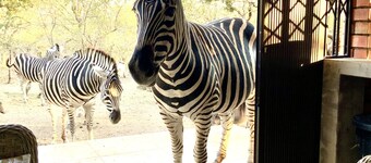 Beautiful modern home in the African bush, next to the Kruger National Park.