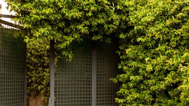 Une clôture métallique verte, ornée de plantes grimpantes.