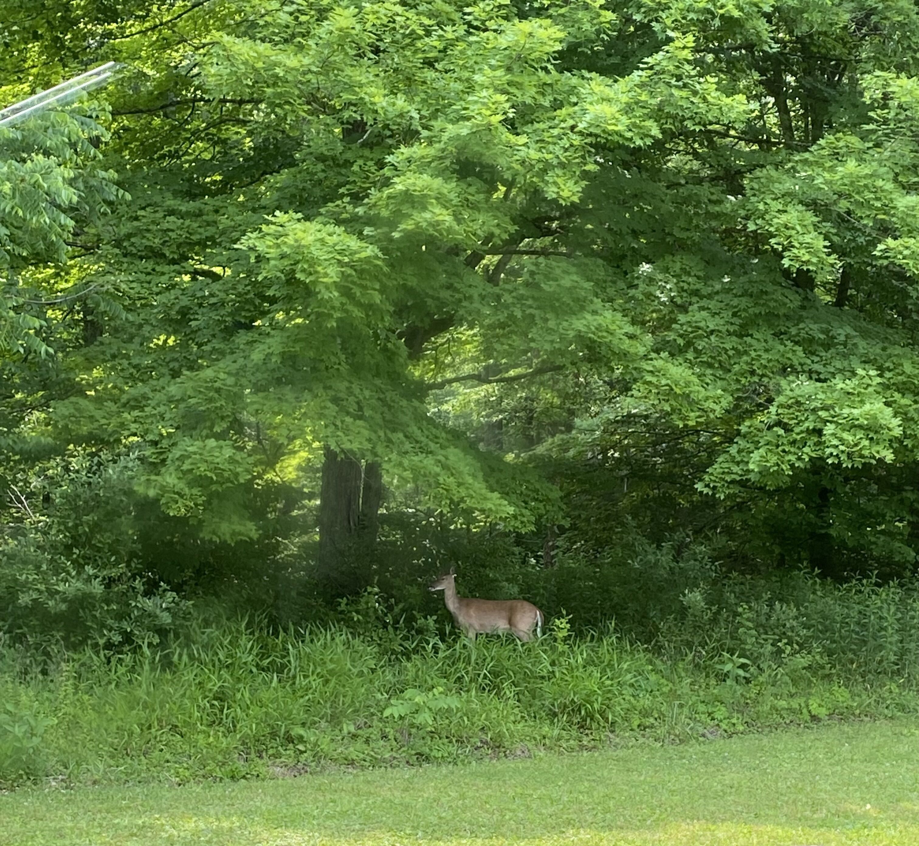 A deer in a lush green forest with dense foliage and trees.