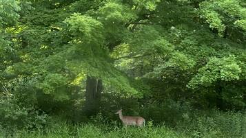 A deer in a lush green forest with dense foliage and trees.