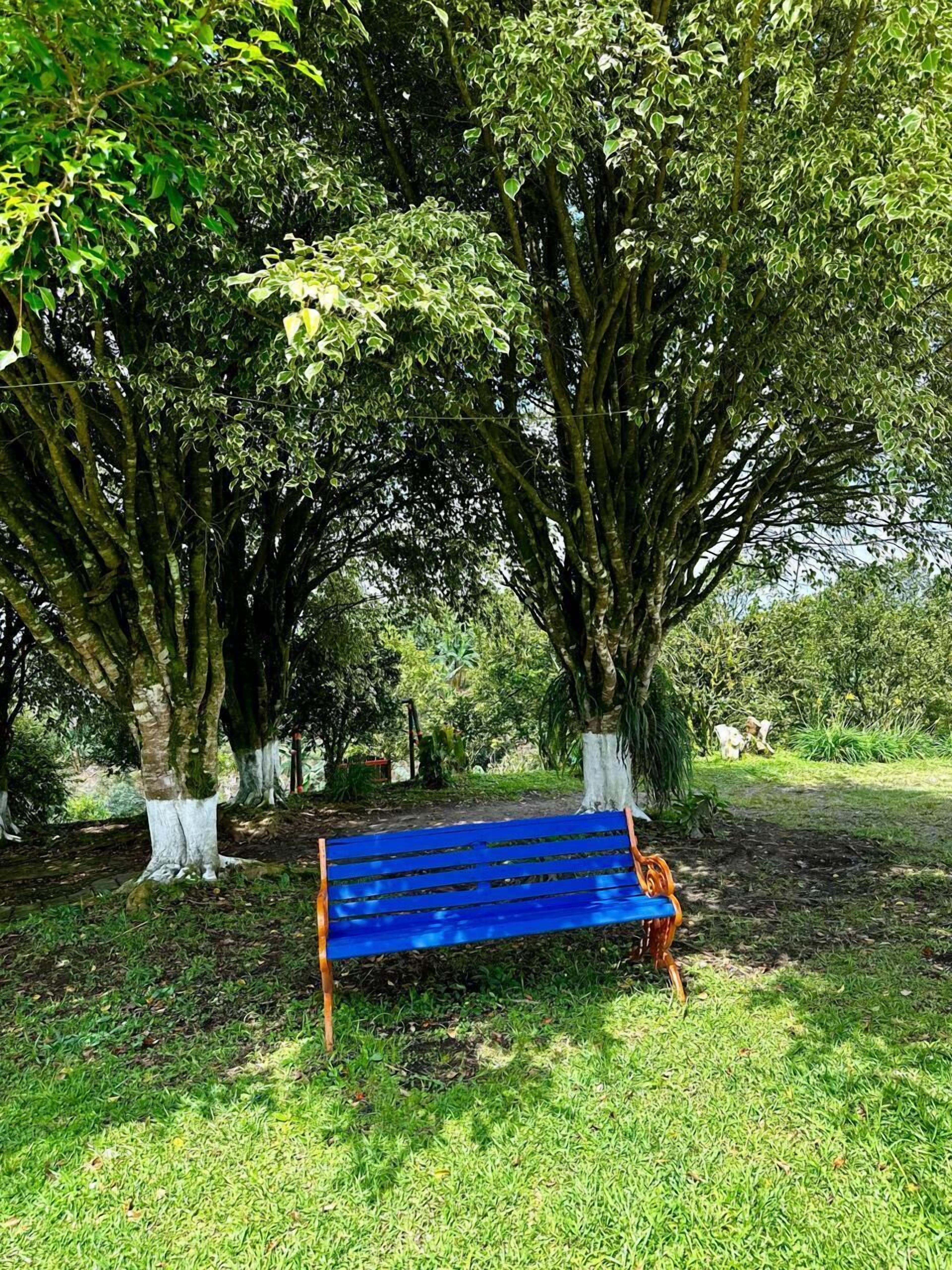A blue bench under a large tree in a park.