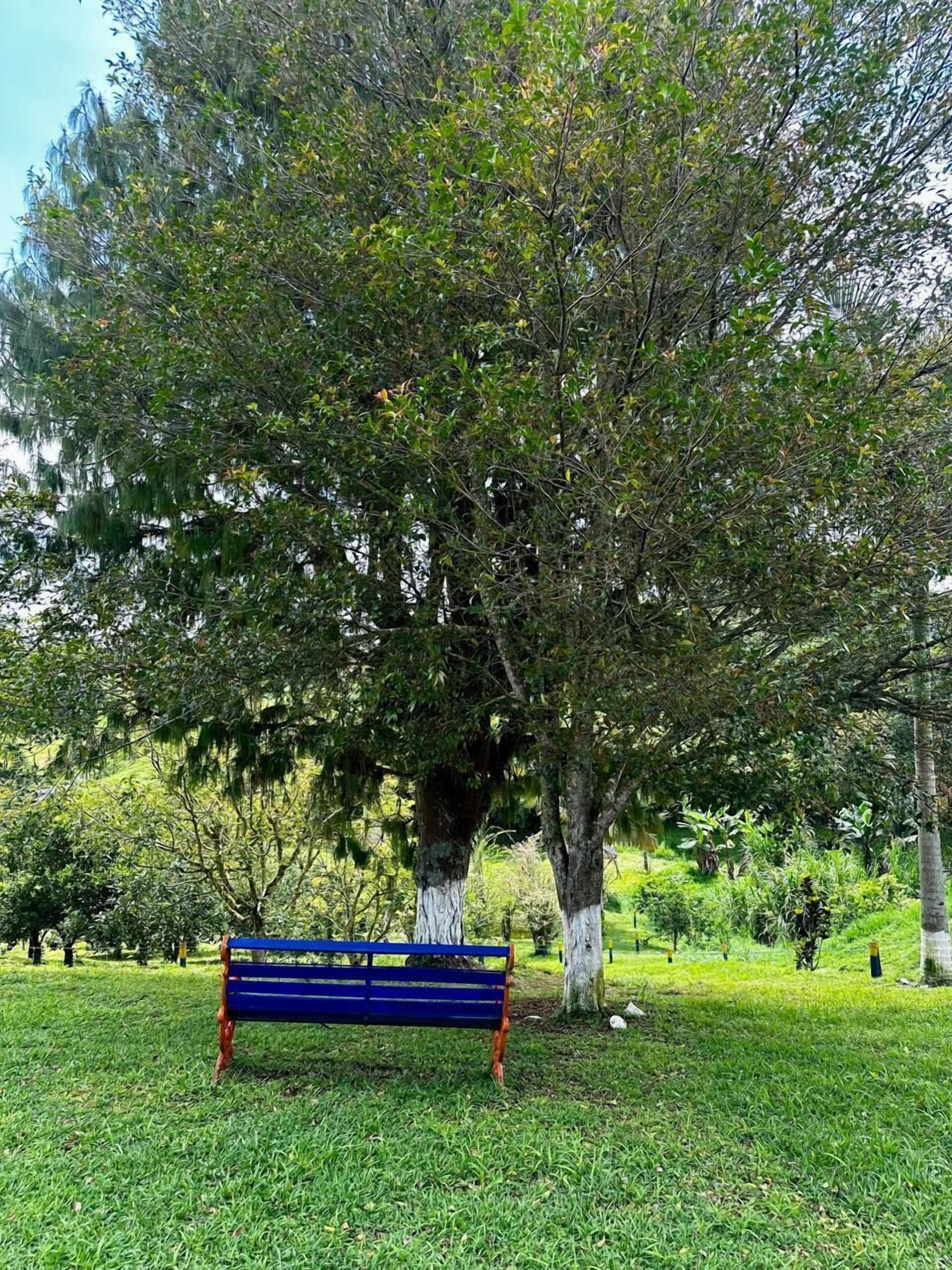 A park with a blue bench under a large tree.