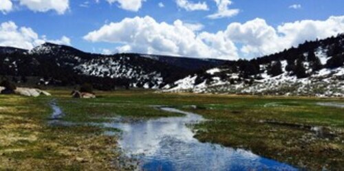 Amazing Grass Creek