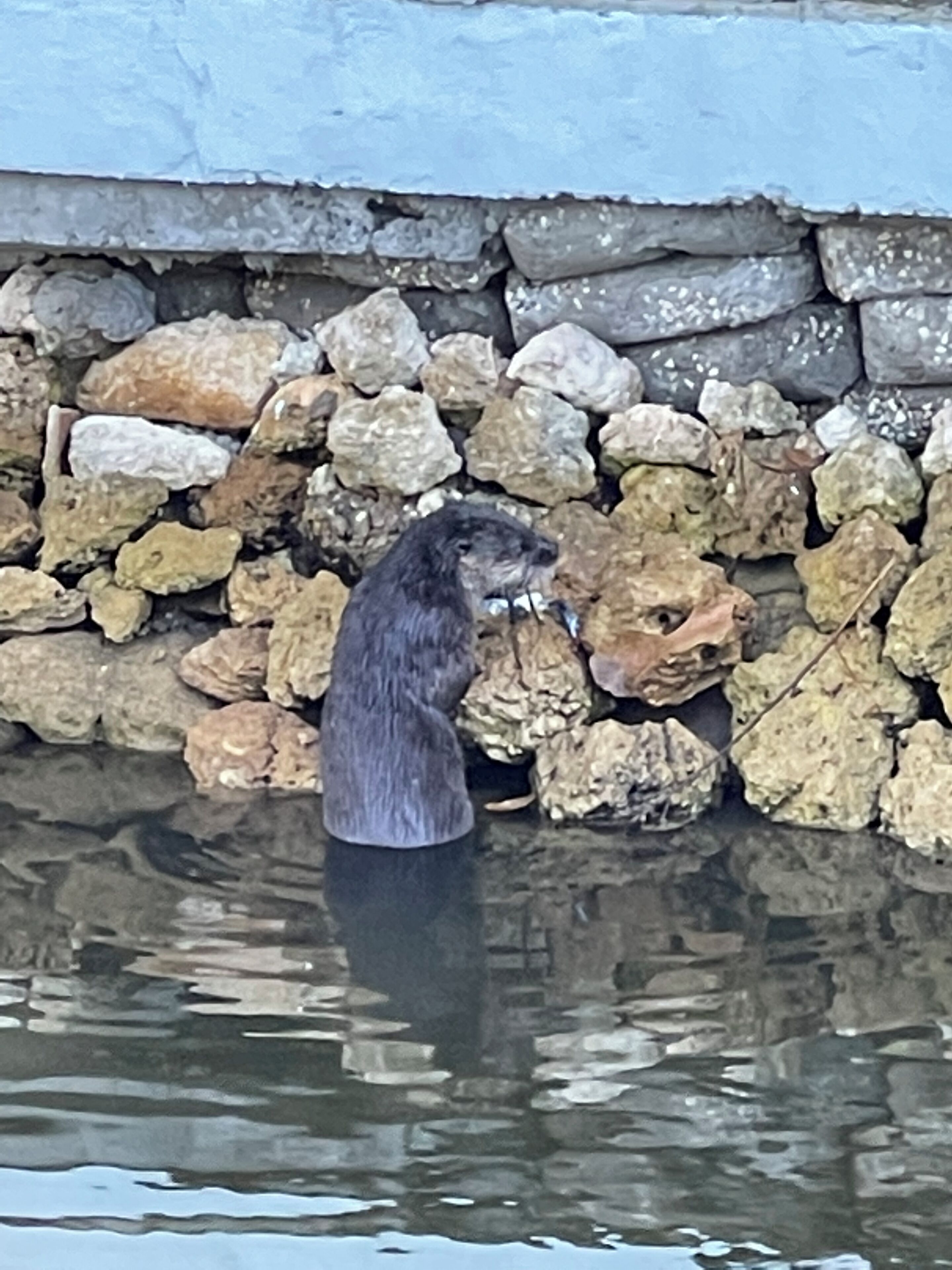 Una castora de pie en el agua, con un muro de piedra al fondo.