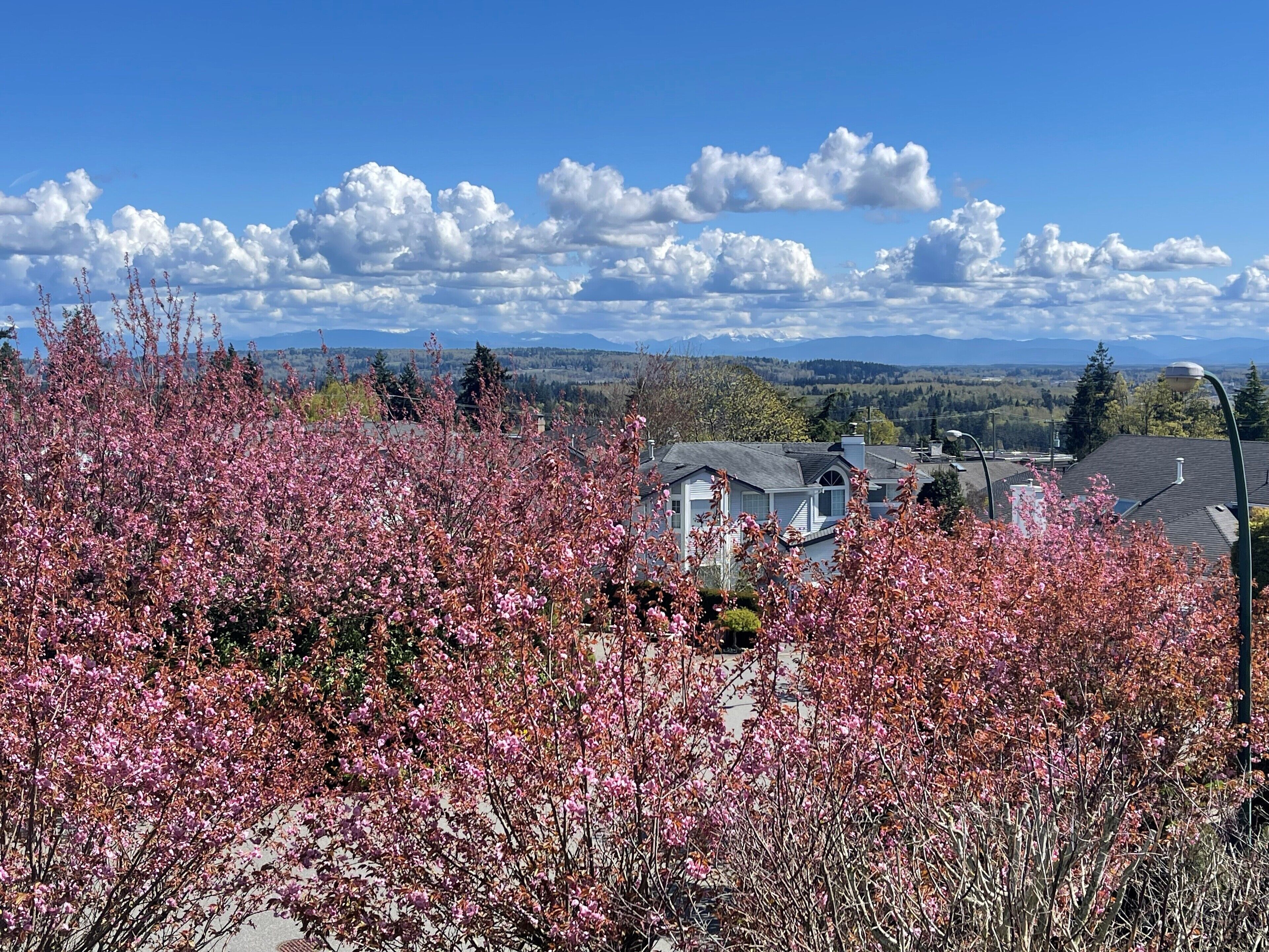 Un quartier résidentiel avec des maisons, des arbres en fleurs et un ciel dégagé.