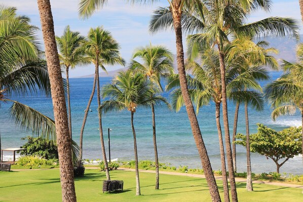Guests can enjoy a serene coastal view with palm trees and a lush lawn.