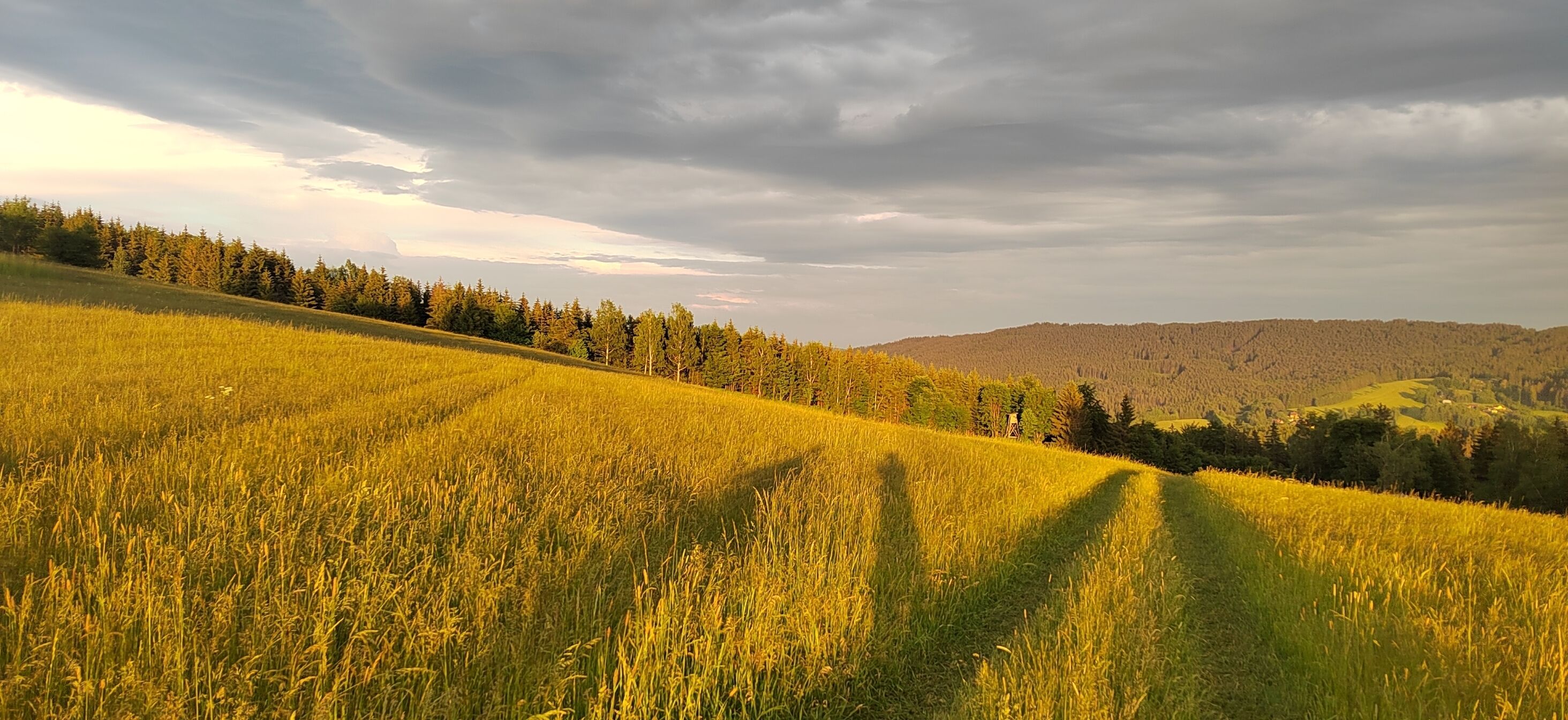 A field of golden crops with a forested hill in the background.