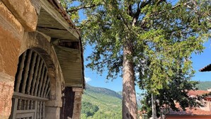An old stone building with a large tree in front, a stone wall, and a view of green hills. - HOUSE IN THE VILLAGE OF CIRIEÑO (Cirieño- Amieva)