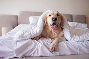 Pet-friendly - Pestana Rua Augusta - Lisboa (Lisbon)