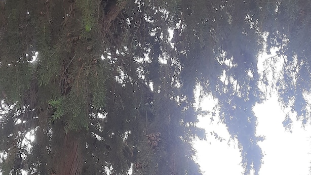A large tree with a thick trunk and dense foliage, a fenced area with a concrete path, and a small plant in the foreground. - Vacation home 180 mt from the sea, ideal with dogs (Tertenia)