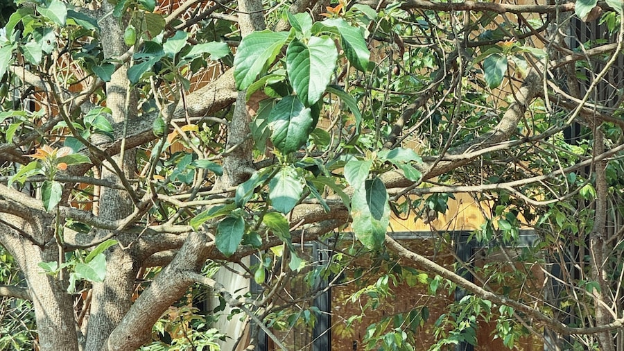 An Nhien Farmstay & Resort