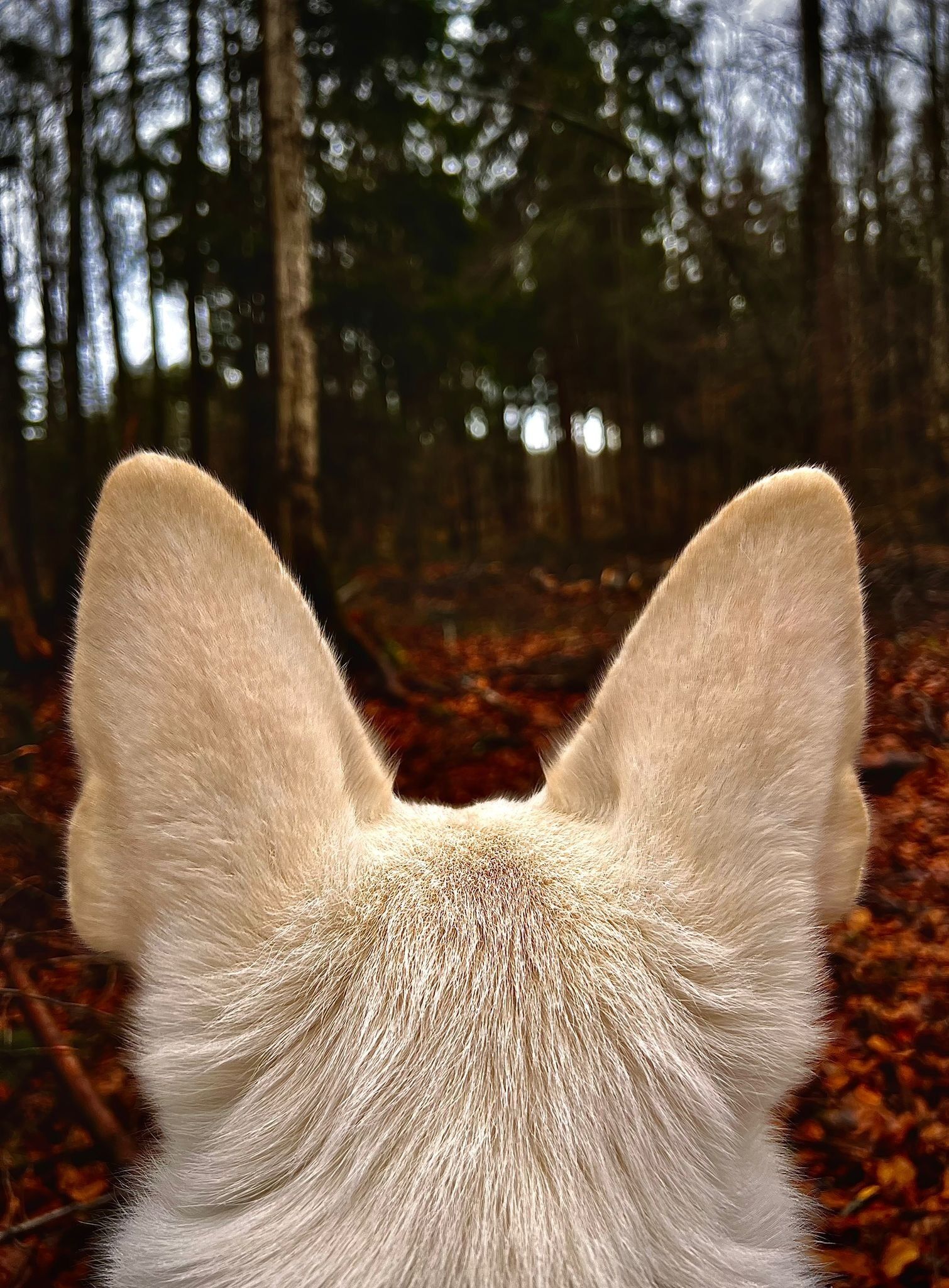 Game viewing