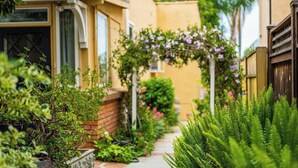 A narrow pathway flanked by lush greenery and a wooden fence, leading to a building with a brick wall and a window. - Sunlit La Jolla Village Gem with Peak Ocean Views! (San Diego)