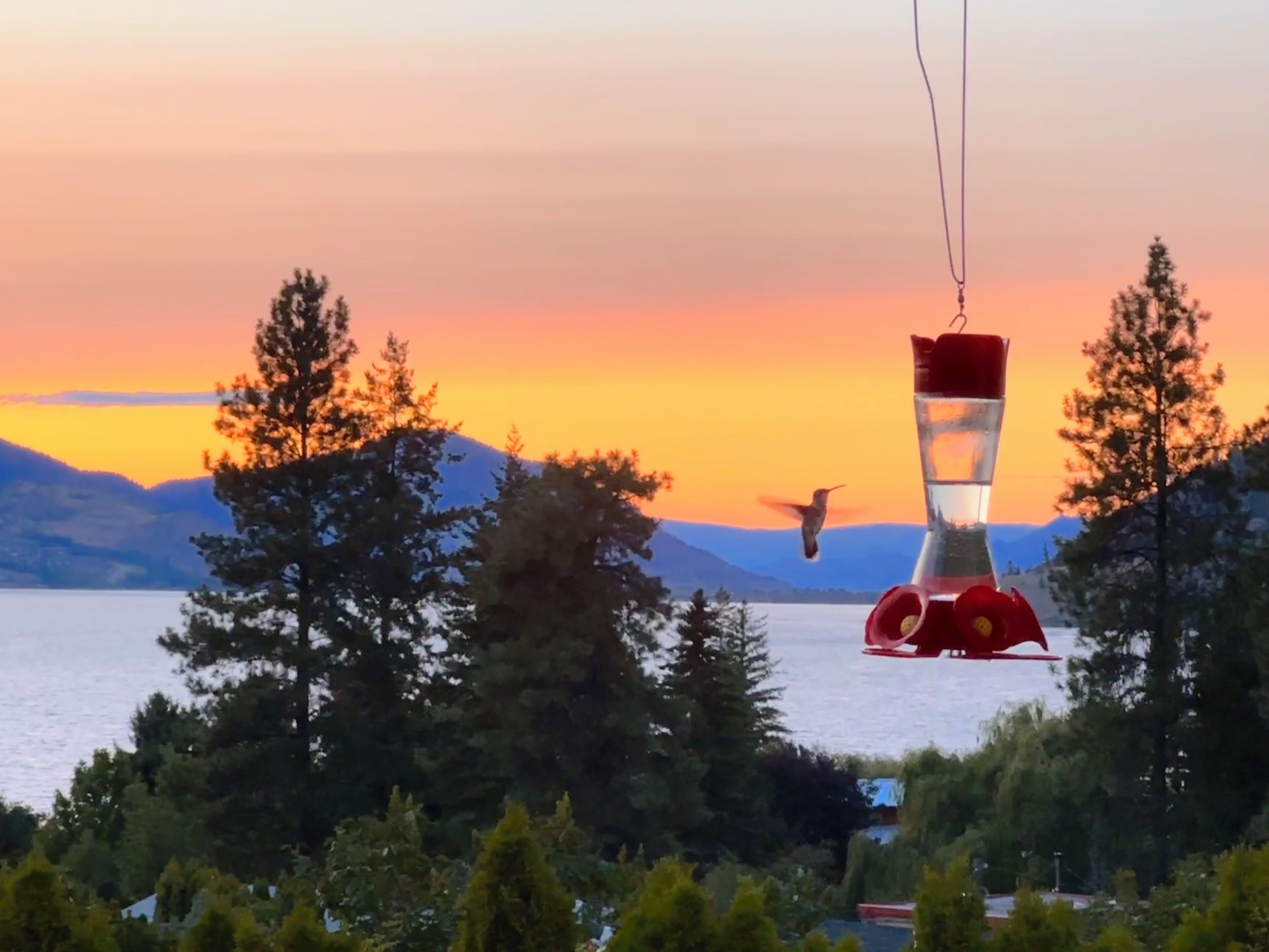 Un abreuvoir à oiseaux doté d’une base rouge et d’un récipient transparent pour l  ’eau, entouré d’arbres et bordé par un lac, avec des montagnes en arrière-plan.