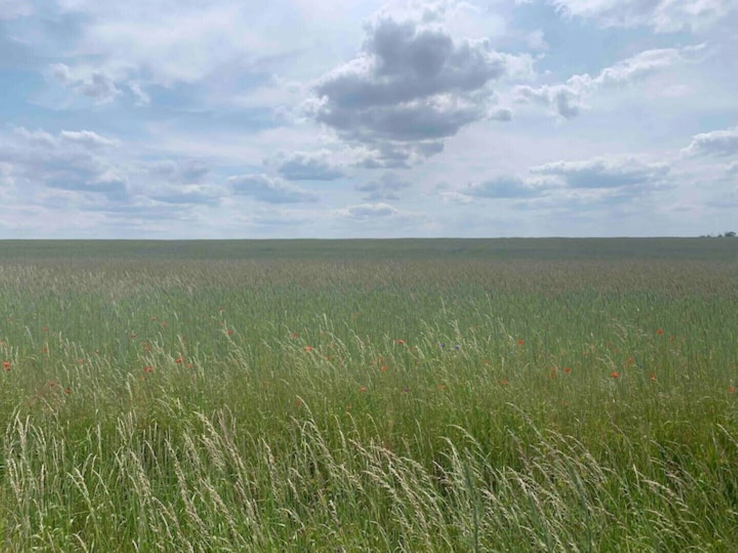 Un extenso campo con hierba alta y algunas flores dispersas bajo un cielo nublado.
