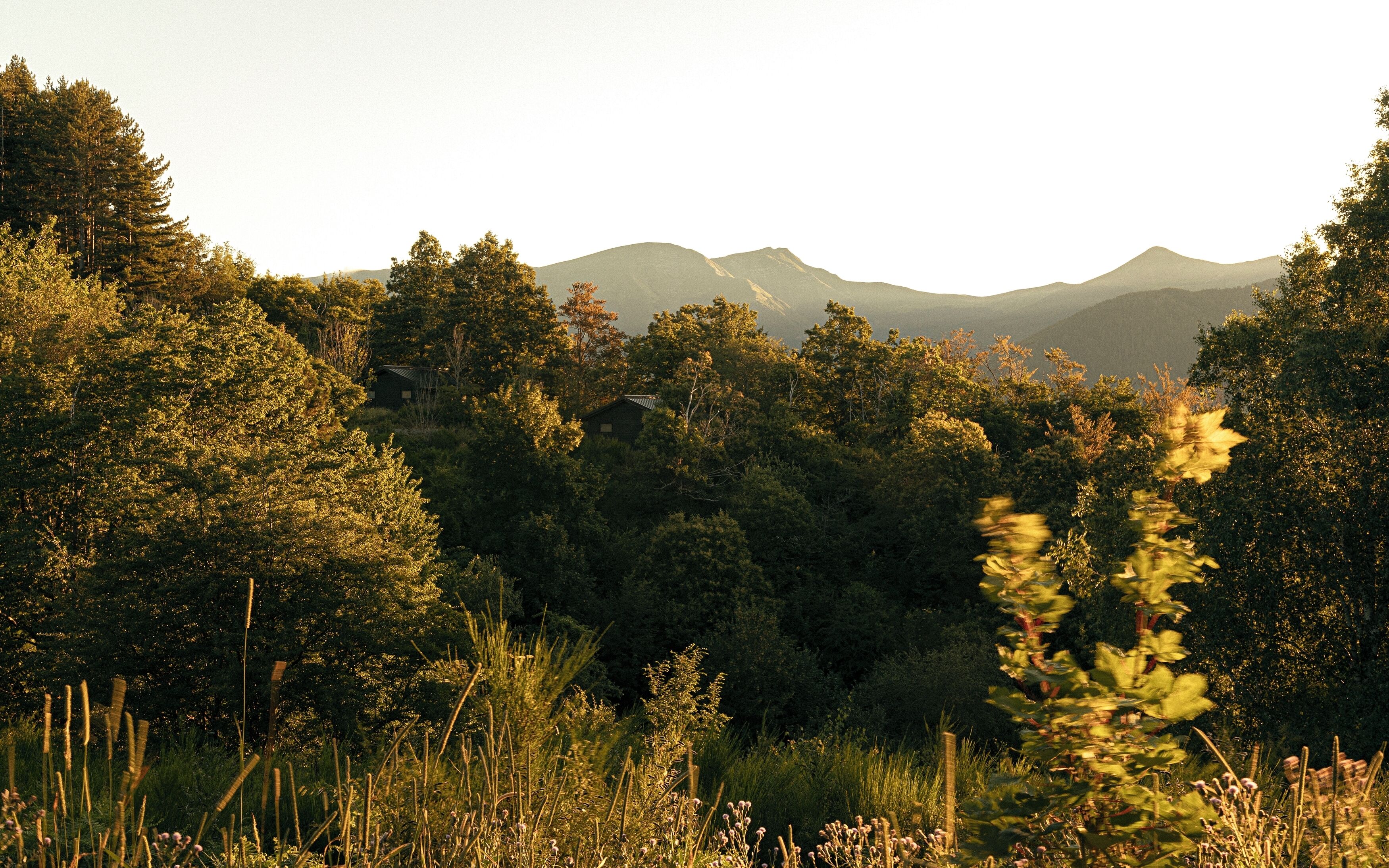 Eine bewaldete Landschaft mit einem Bergkamm im Hintergrund.