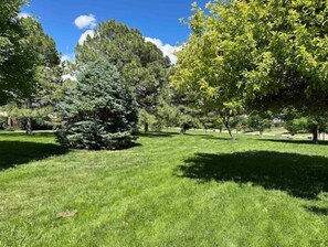 Escape to a serene natural oasis with lush greenery and towering trees.