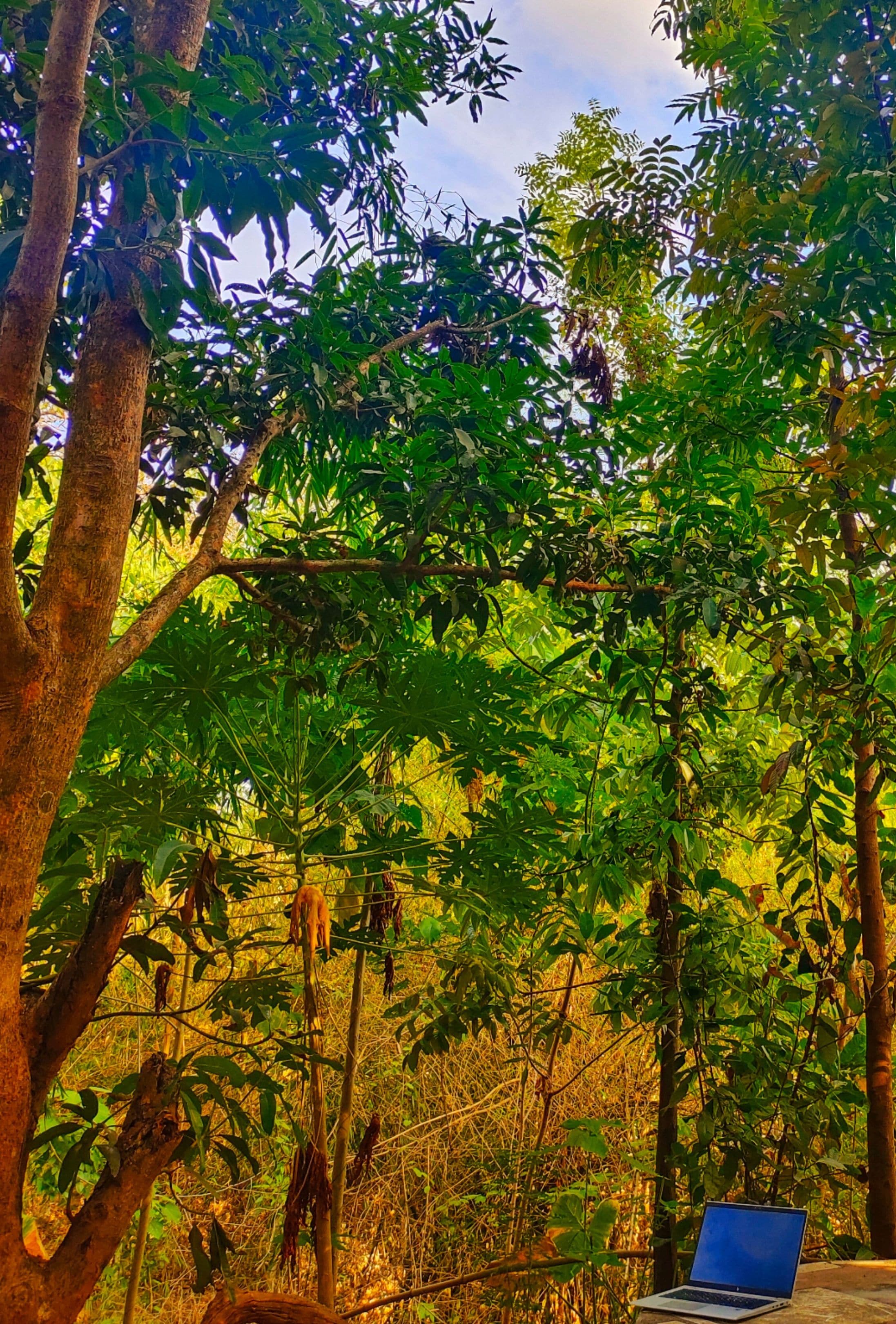 A laptop on a stone bench surrounded by lush greenery and trees.
