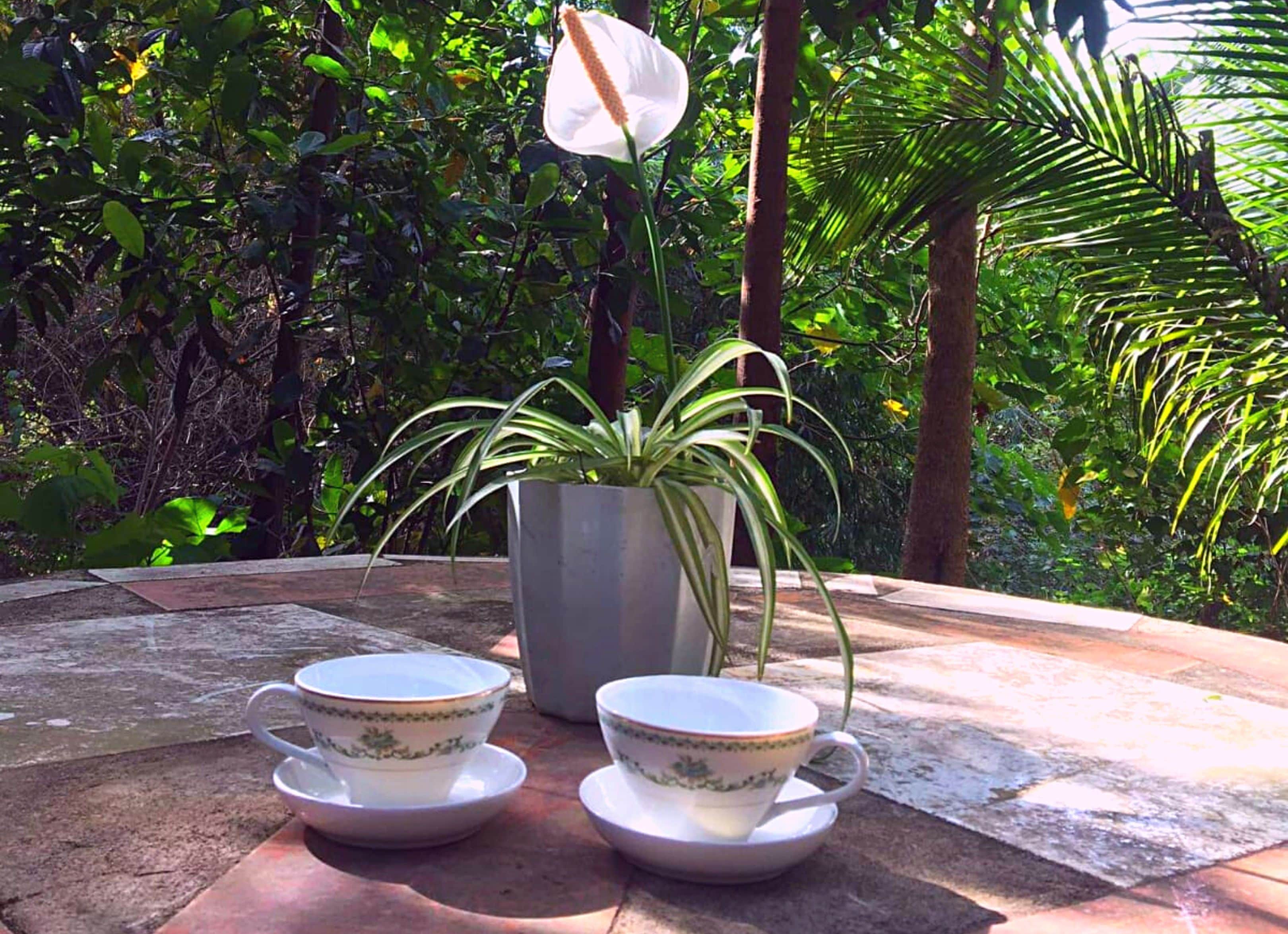 A patio with a potted plant, two teacups, and a logo for 'Malungay Apartments'.