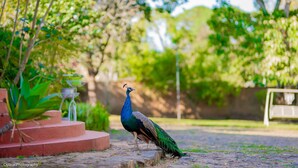 A peacock standing on a stone pathway in a garden with steps and greenery. - The vintage manor (Blantyre)