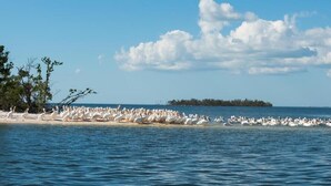 A beach with a large flock of birds, calm water, and a distant island.