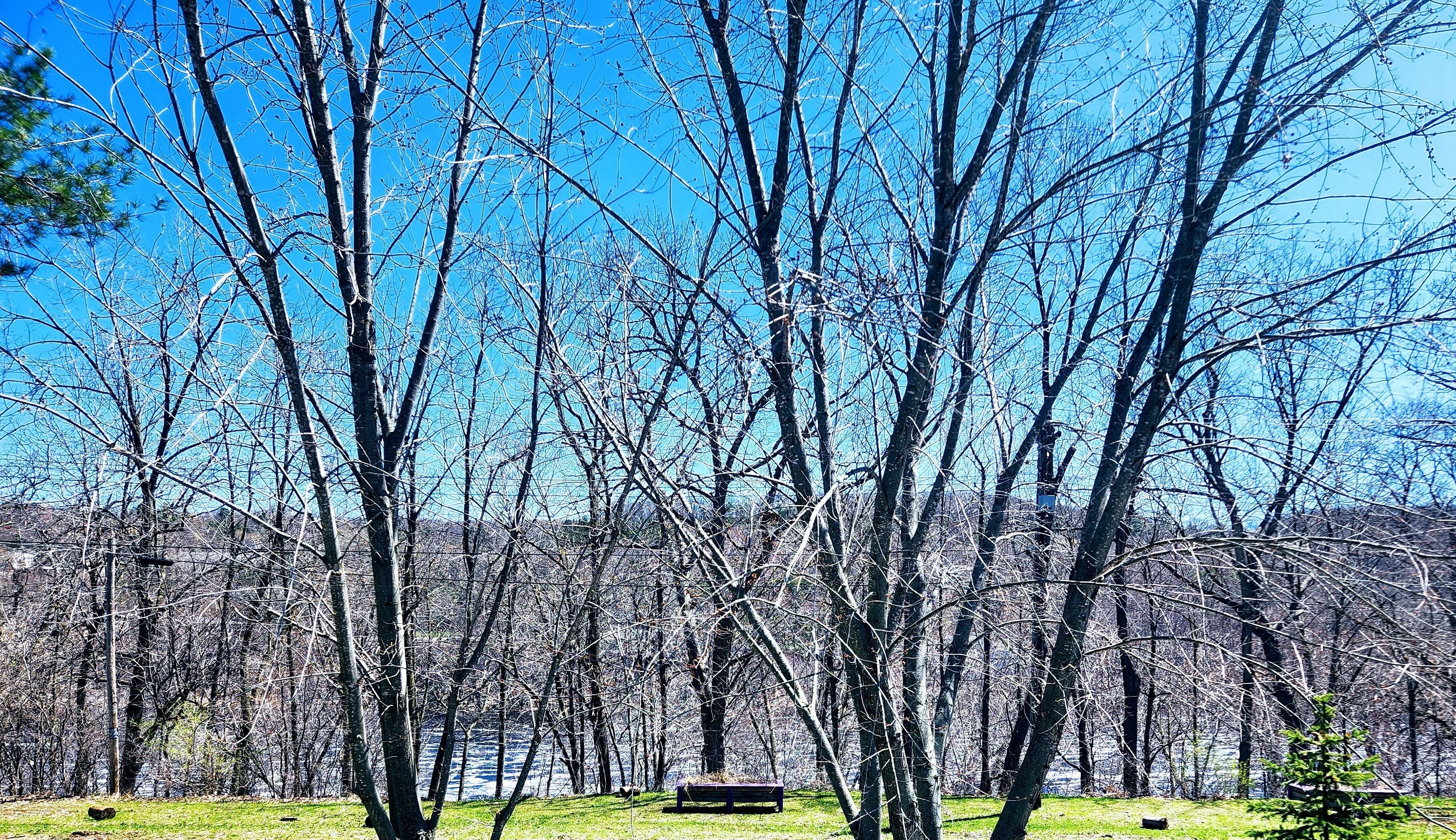 Un parc avec des arbres sans feuilles, un banc et un ciel bleu dégagé.
