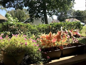 Stroll through a serene garden oasis with lush greenery and vibrant flowers.
