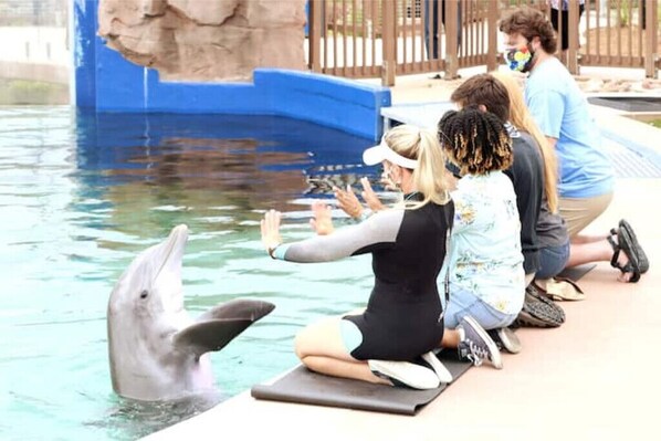 Pool - Villa III Quiet 3rd floor unit & elevator
(Biloxi)