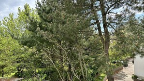 Un jardin résidentiel agrémenté de divers arbres, d’un chemin pavé et d’un bâtiment blanc.