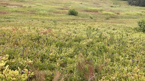 A natural landscape with a forest in the background and a field of blueberries in the foreground.