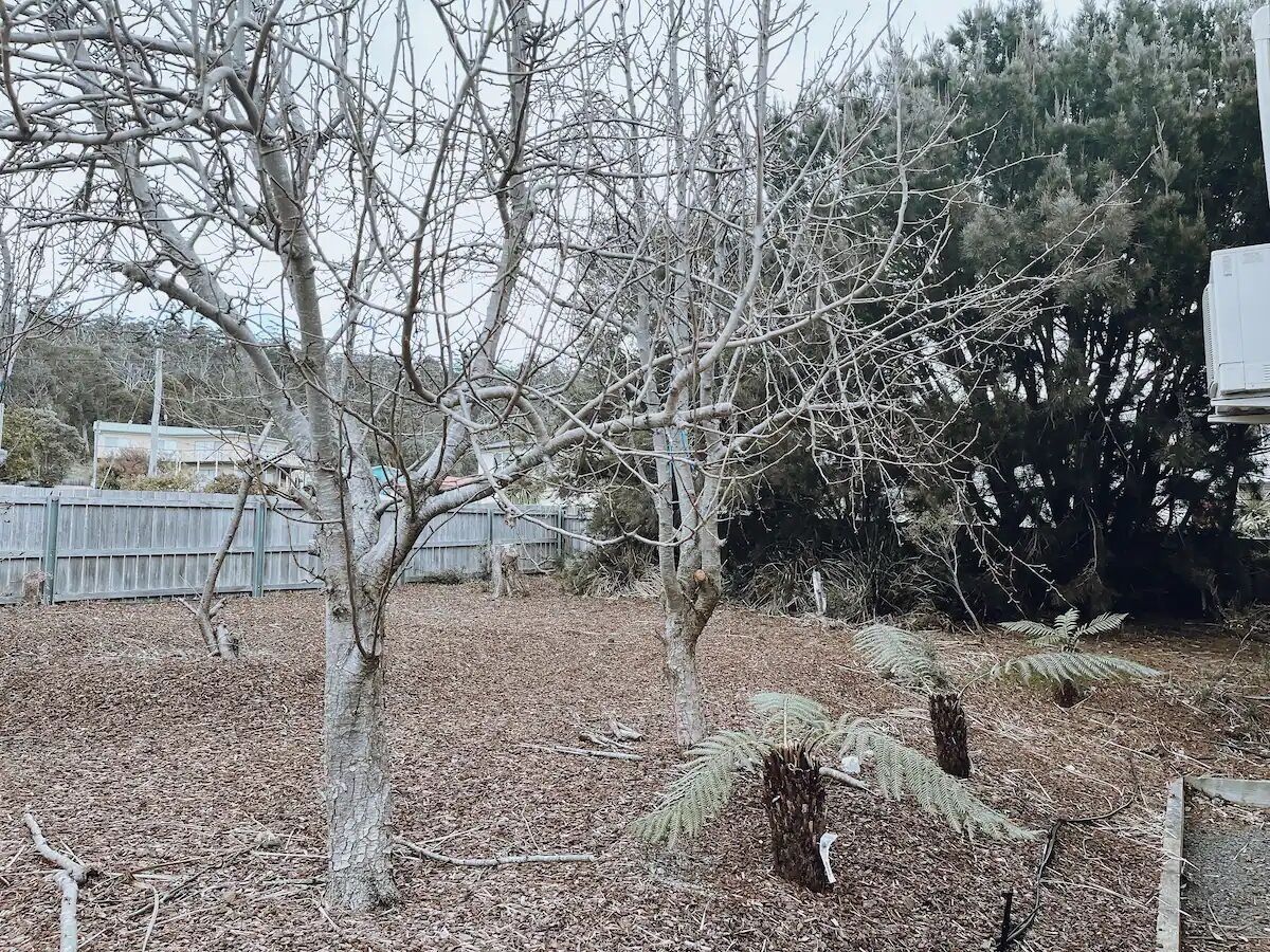 A backyard with leaf-covered ground, a wooden fence, and leafless trees.